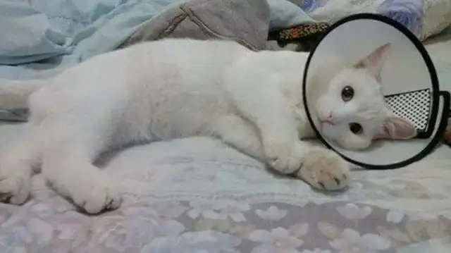 Is it okay for pets to give birth? These consequences need to be considered