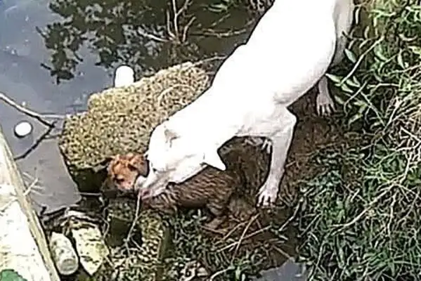 The dog went out and started barking in the ditch