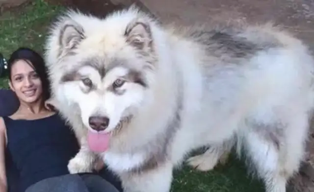 Watch out for the big dog shoveler. Don't look at him when he's cute
