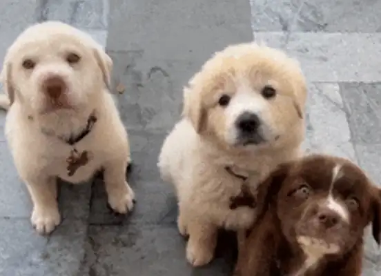 the dog in the eyes of master vs
