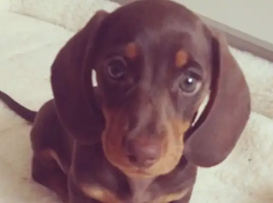The little weenies were too happy at home with their masters during their isolation