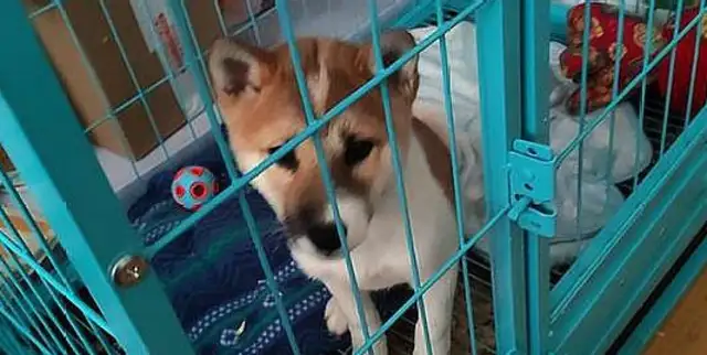 And the chariot is locked in a cage, and he sees his netmate with his face suffocated. Dog: Help me