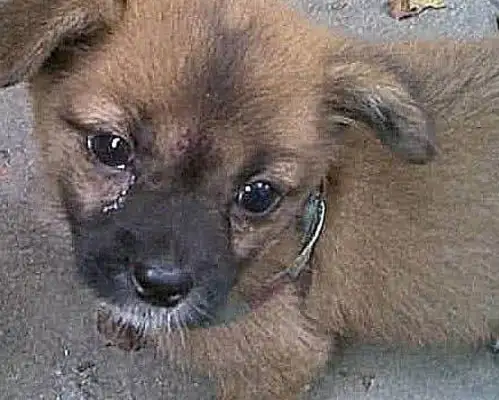 The dog went out and started barking in the ditch