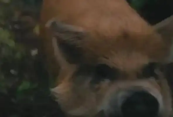 A dog drives Keenu crazy. A pig makes Cage sad