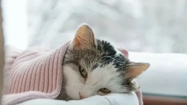 Cat anaemia: causes, symptoms and treatment