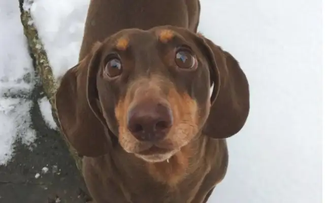 The little weenies were too happy at home with their masters during their isolation
