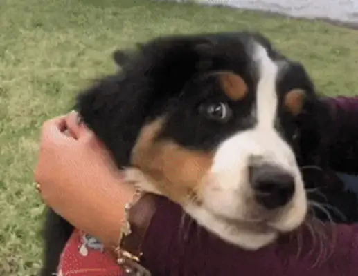 the dog in the eyes of master vs