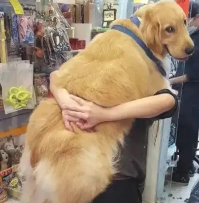 Watch out for the big dog shoveler. Don't look at him when he's cute