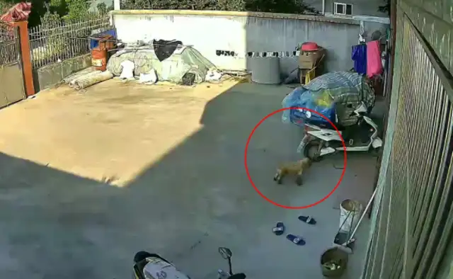 Two years after the dog got lost, one year later he found his own way home