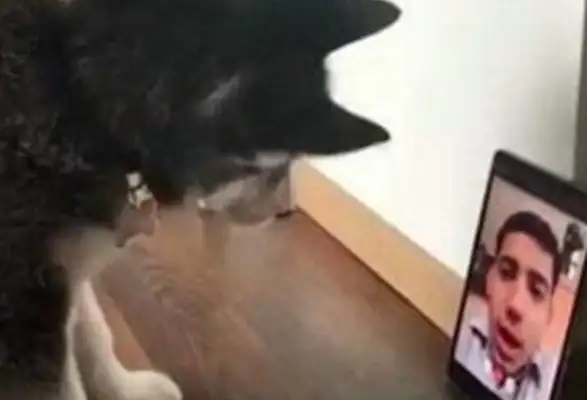 The dog and the master have a video. The dog has a crush on the master's screen. The master is happy