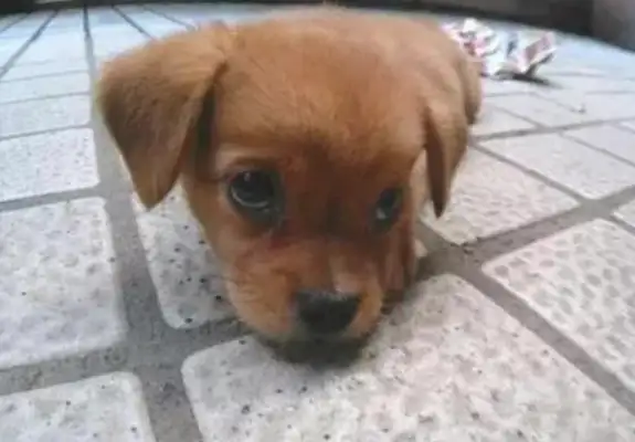 The dog tore up the owner's money and had a sad face: Master, didn't you pick up shit with all this paper