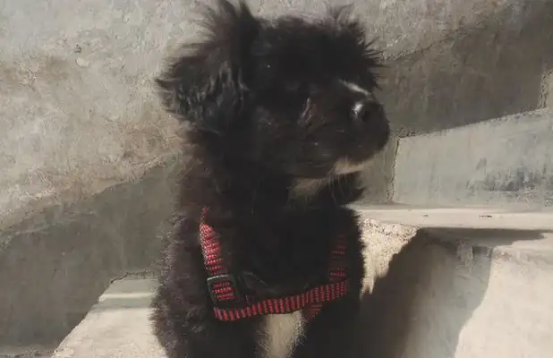I ran into a stray dog on the street and took it to the street