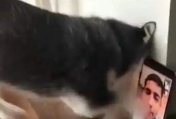 The dog and the master have a video. The dog has a crush on the master's screen. The master is happy