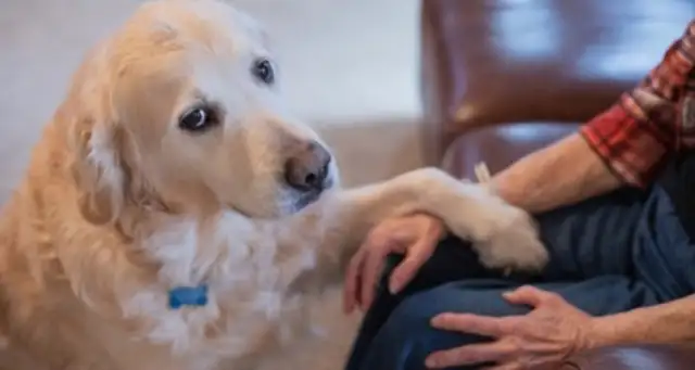Help pets cope with the pain of losing their furry companions