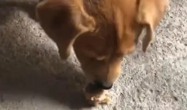 The dogs saw the meat on the hands of the boys and continued to paint the meat in the ground