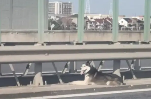 Haskee broke into a traffic jam