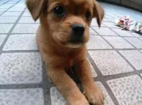 The dog tore up the owner's money and had a sad face: Master, didn't you pick up shit with all this paper