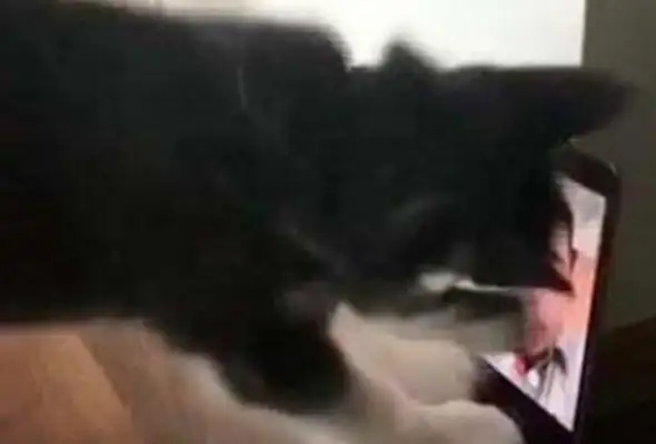 The dog and the master have a video. The dog has a crush on the master's screen. The master is happy