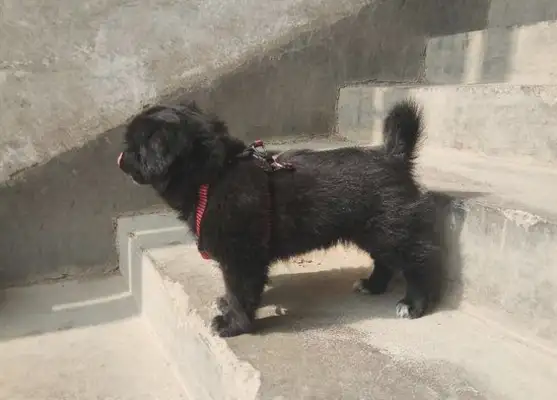 I ran into a stray dog on the street and took it to the street