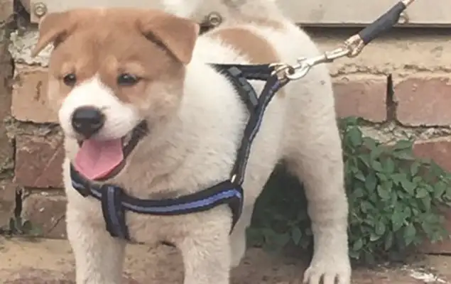 Netizens come home with a dog, and it's weird looking. Dog: I want to keep it