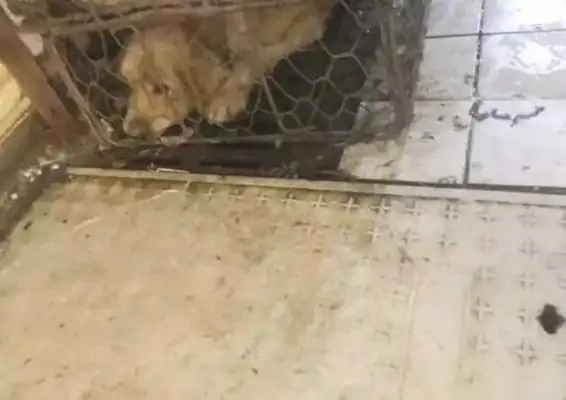 The young man saves the dog that will be slaughtered, and the dog who will save his life will never forget