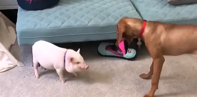 It doesn't feel right to keep dogs and pigs together for a month