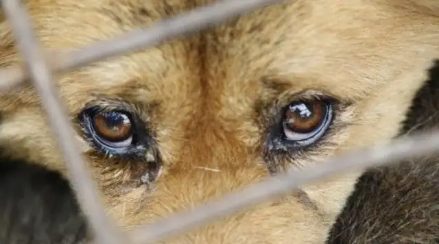 The young man saves the dog that will be slaughtered, and the dog who will save his life will never forget