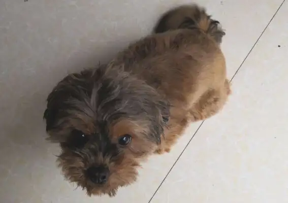 The dog was in the excitement of going out, and the master had left and learned that he had been abandoned