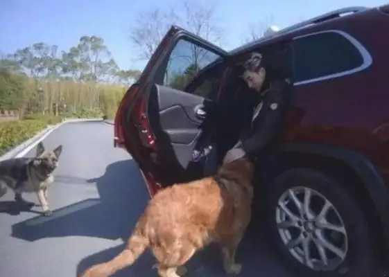 The young man saves the dog that will be slaughtered, and the dog who will save his life will never forget