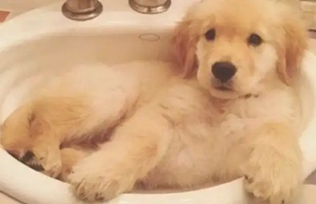 His hairy doggies are picking delivery. Our three-year-olds are still tearing up his family