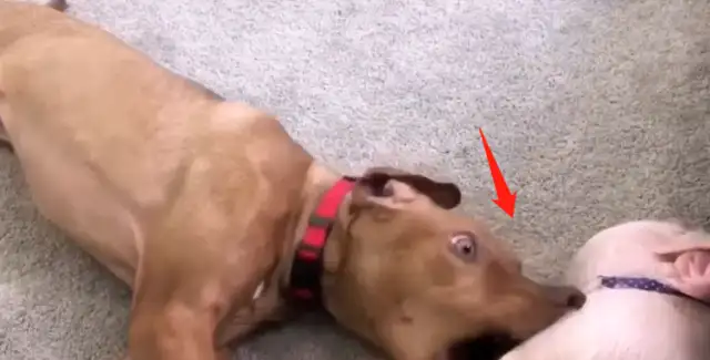 It doesn't feel right to keep dogs and pigs together for a month