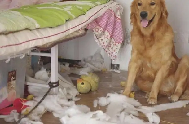 His hairy doggies are picking delivery. Our three-year-olds are still tearing up his family