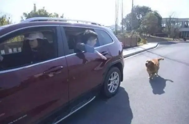 The young man saves the dog that will be slaughtered, and the dog who will save his life will never forget
