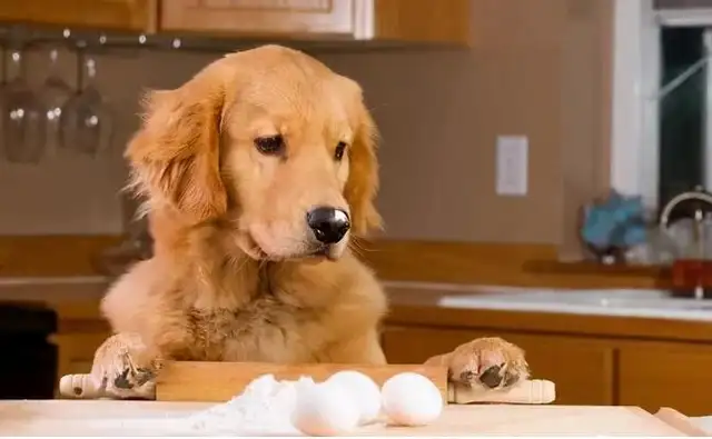 Veterinary calls: Dogs are greedy, but giving him these is bad