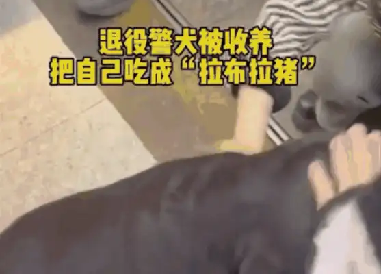 The dogs are overweight and required to lose weight. Watch