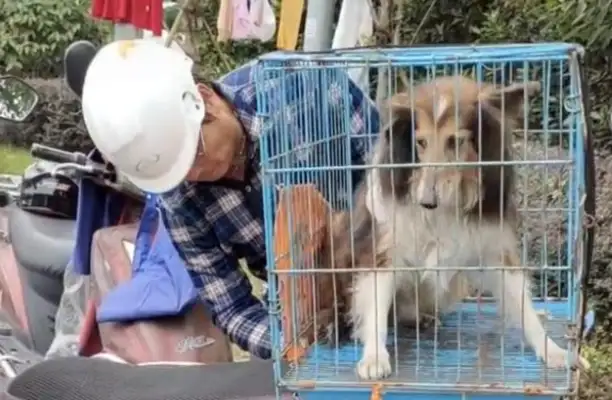 When the sheepdog was abandoned, he was depressed, he didn't eat, he was thinking of his master