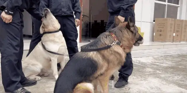 The dogs are overweight and required to lose weight. Watch