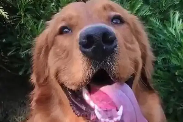 The whole network is looking at a golden dog