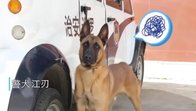 The dogs are overweight and required to lose weight. Watch
