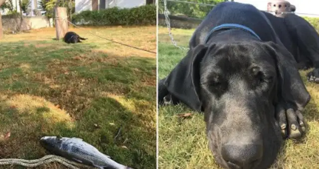 High Mountain Dogs come to shore and try to add food to themselves