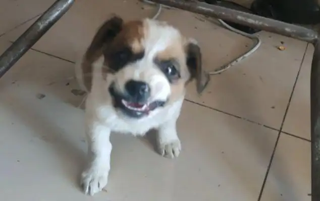The girls took the stray dogs they found to get the vaccine, and they made fun of them