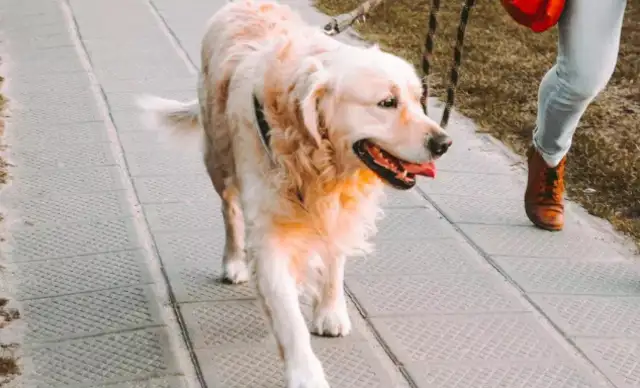 With regard to the urban dog range, this is the case with Fujian