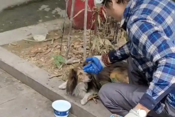 When the sheepdog was abandoned, he was depressed, he didn't eat, he was thinking of his master