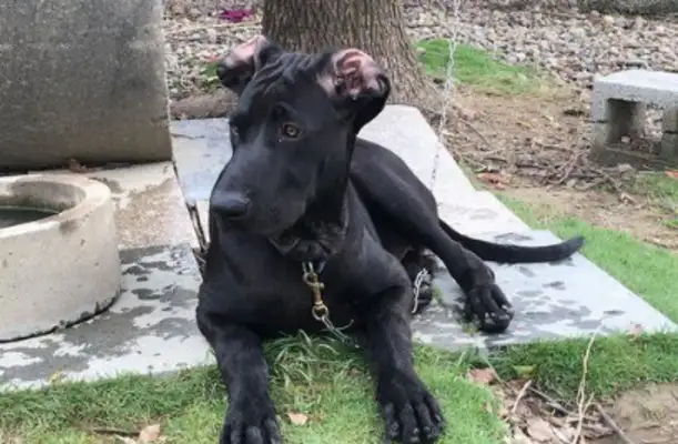 High Mountain Dogs come to shore and try to add food to themselves