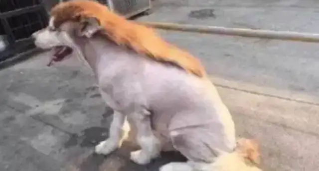 The owner took care of the Alaskan dog at his father's house on business