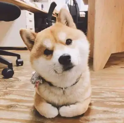 The man had a firewood dog and went home after work and saw the dog in the bathroom
