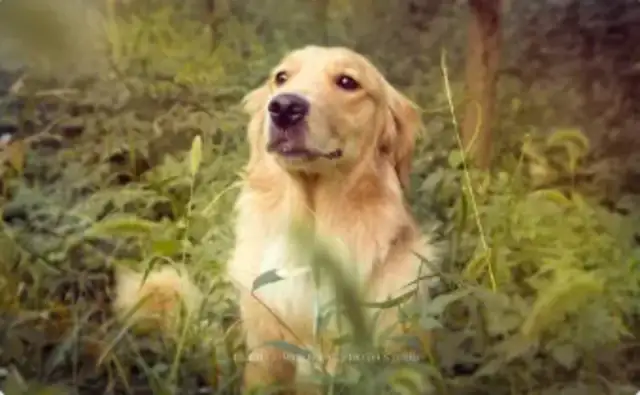 Do yellow field dogs bite