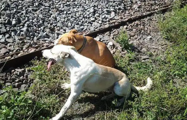 Two doggies trying to kill themselves. The P.P.D. came in to stop it