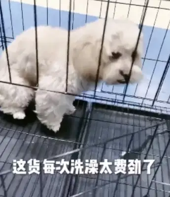 Dogs don't take baths, master takes the killer out, dog mind changes 180 degrees