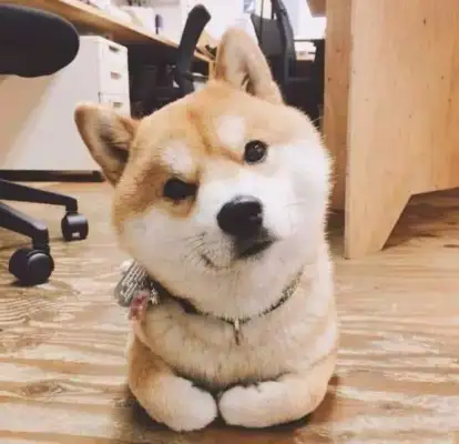 The man had a firewood dog and went home after work and saw the dog in the bathroom